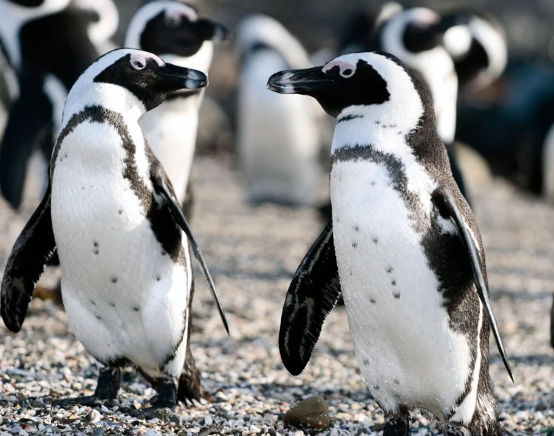 pinguini • Il Tempio News